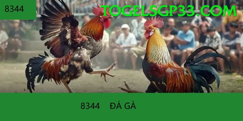 Đá Gà Trực Tiếp - 58win01