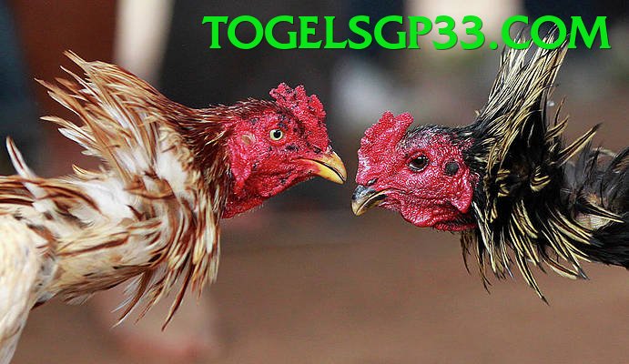 Đá Gà Trực Tiếp - Trải nghiệm tuyệt vời